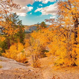 Fall colors in full swing near Lake Arrowhead