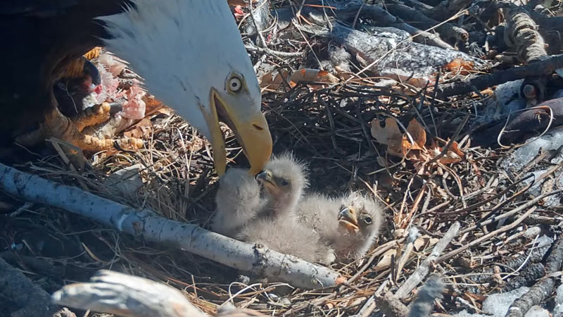 Proud parent bald eagle feeding its chicks